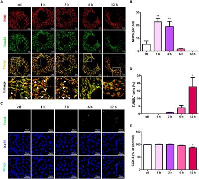 Mitochondrial-Derived Vesicles Protect Cardiomyocytes Against Hypoxic Damage